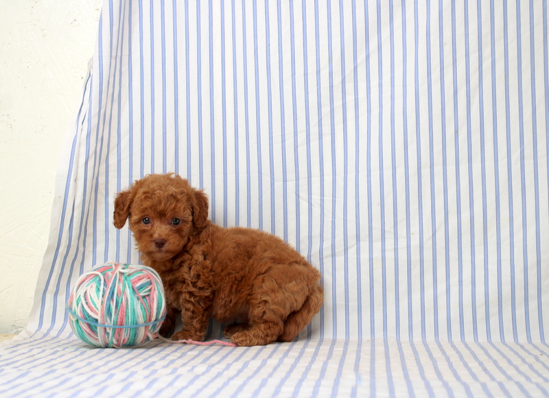 puppy, for, sale, Shi Poo, Matthew B. Stoltzfus, dog, breeder, Gap, PA, dog-breeder, puppy-for-sale, forsale, nearby, find, puppyfind, locator, puppylocator, aca